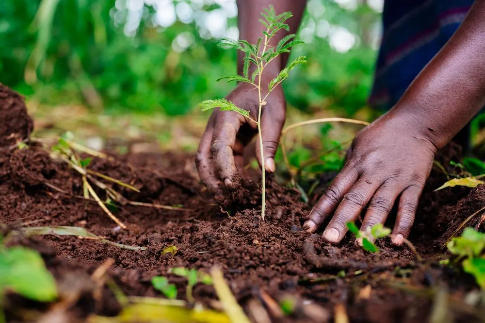 Hands Planting a Tree in Rural Kenya
